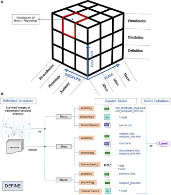 Curated Model Development Using NEUROiD: A Web-Based NEUROmotor Integration and Design Platform